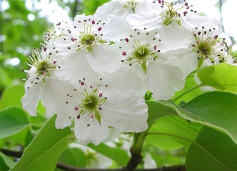 會開白花的樹|20種白色花，一個比一個美，都是白色卻美得不一樣！。